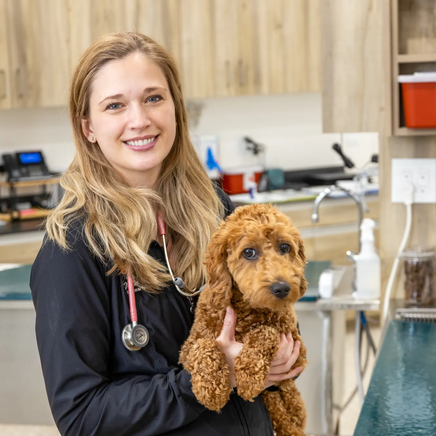 Dr. Nicole Sorensen, DVM, co-founder of Agave Animal Hospital, holding a goldendoodle puppy