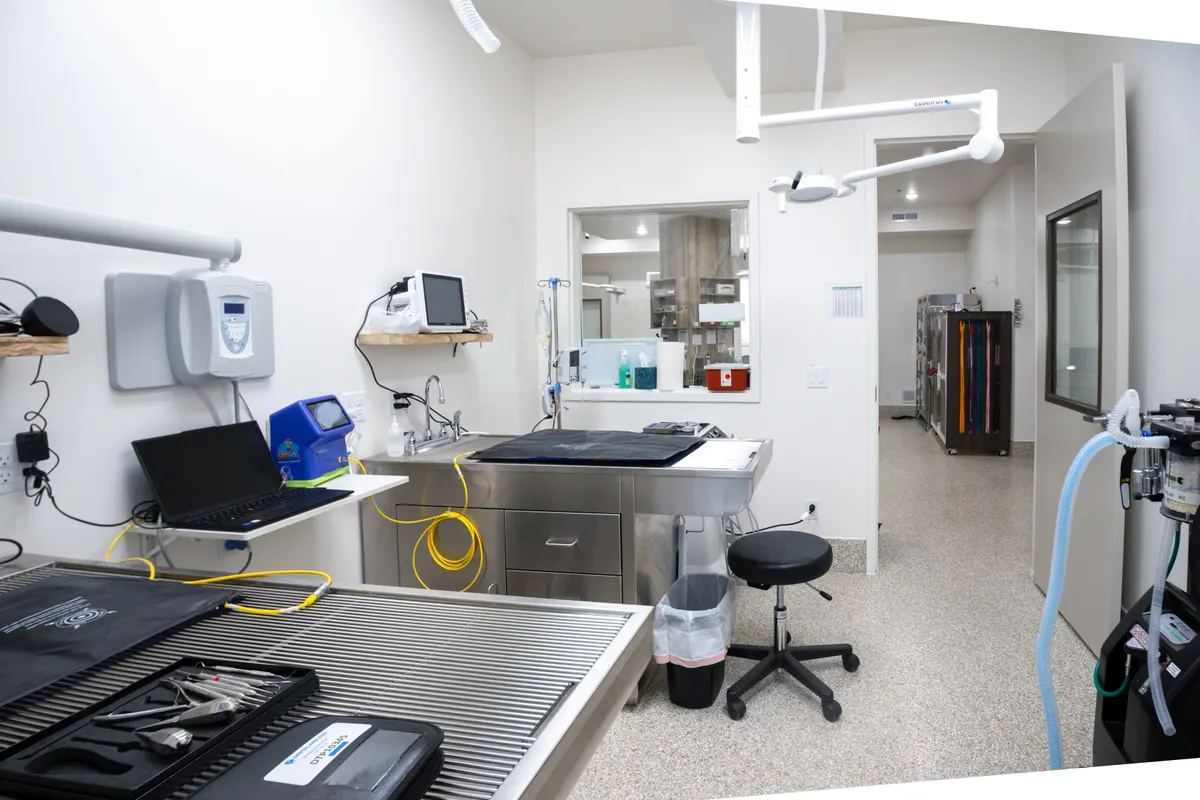 Wall-mounted veterinary dental X-ray unit beside a treatment table with dental instruments laid out