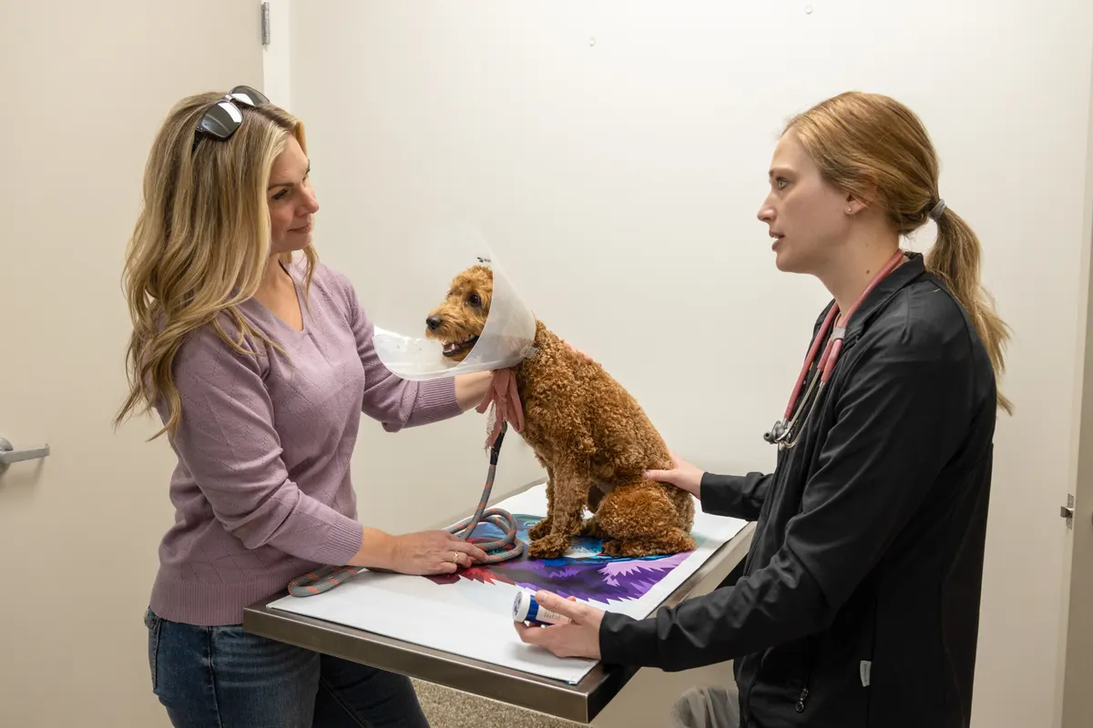 Veterinary team treating a dog wearing a recovery cone during a same-day visit