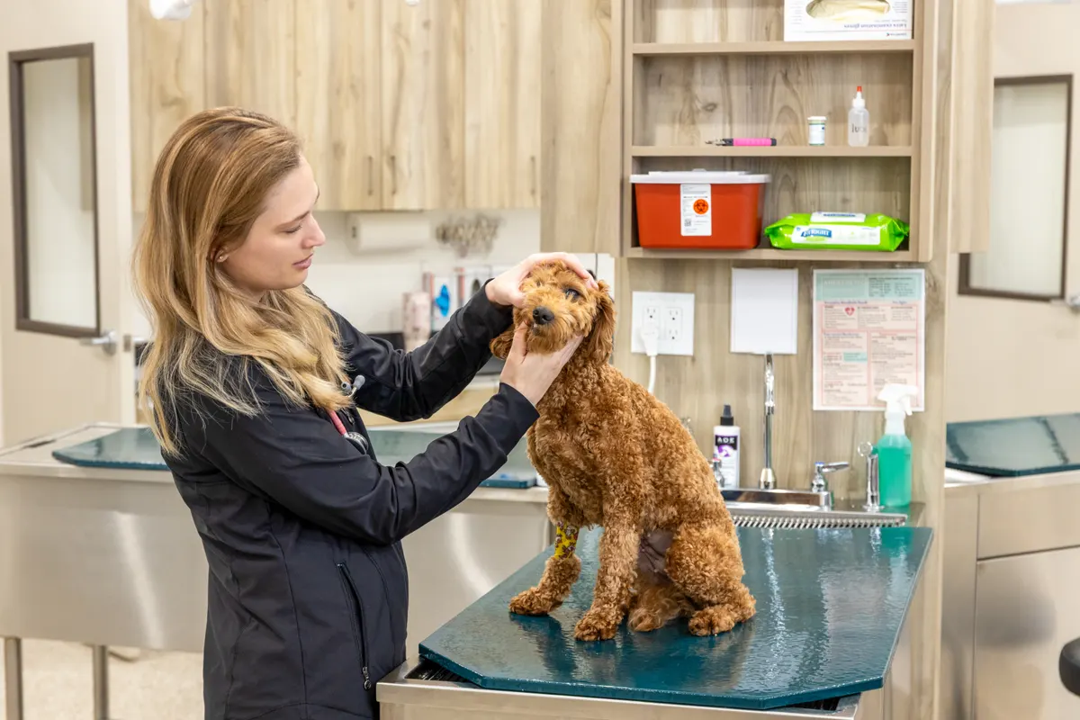 Veterinarian gently examining a goldendoodle on an exam table during a routine visit