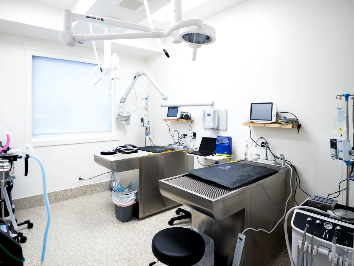 Veterinary dental station with dental unit, exam table, and monitoring equipment