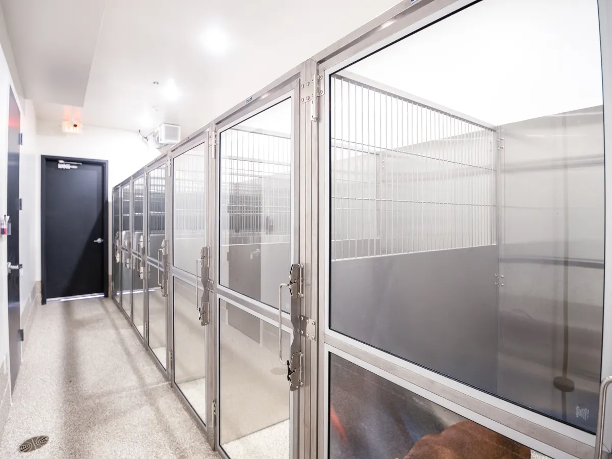 Row of glass-front recovery kennels for hospitalized and drop-off patients along a clean hallway