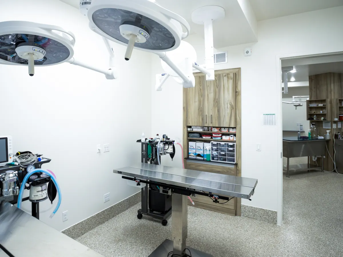 Veterinary surgical suite with dual LED surgical lights, heated surgery table, and anesthesia monitoring