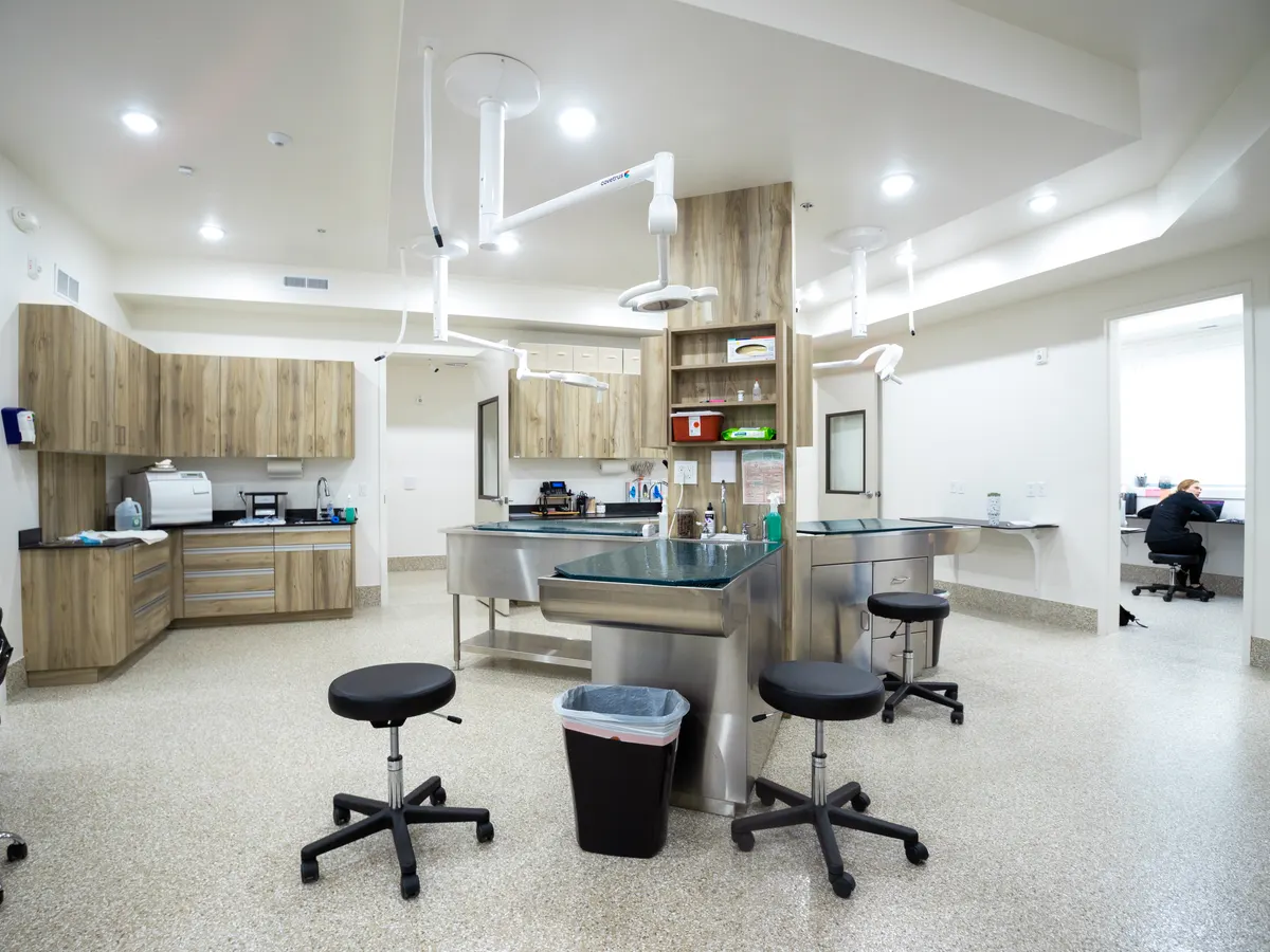 Open veterinary treatment area with stainless treatment tables and warm wood cabinetry